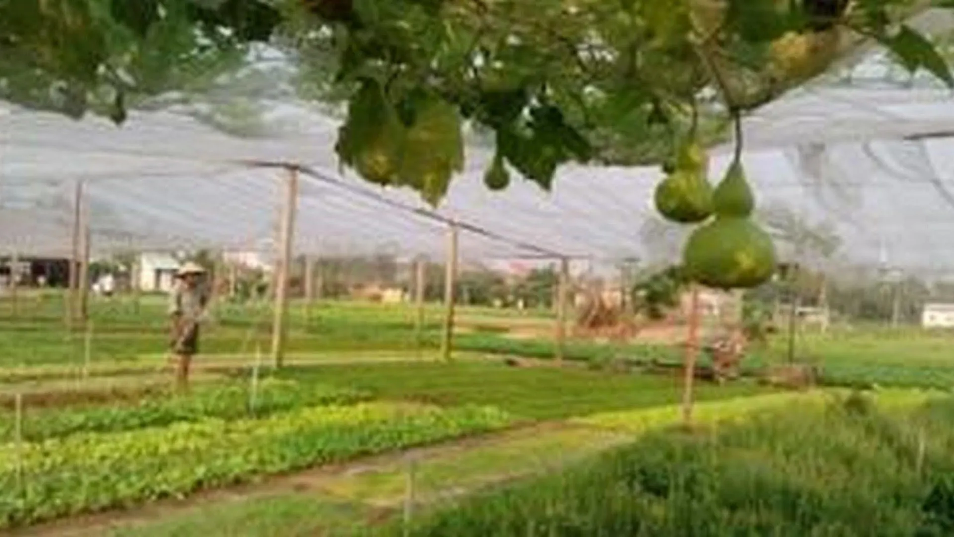 Pomelo Garden Boutique Villa Hoi An